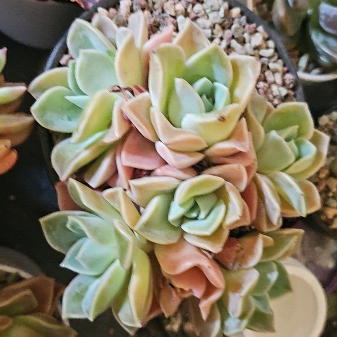 Photo of the plant species Assorted Graptoveria by @Heisenburg named Dolores on Greg, the plant care app
