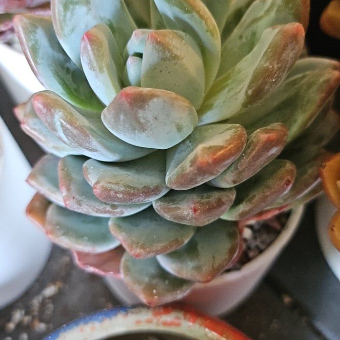 Photo of the plant species Echeveria 'Salmon' by @Heisenburg named Ulysses S Plant on Greg, the plant care app