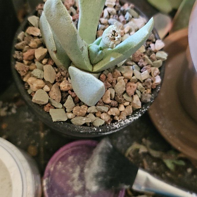 Photo of the plant species Schwantesia ruedesbuschii by @Heisenburg named Hemingway on Greg, the plant care app
