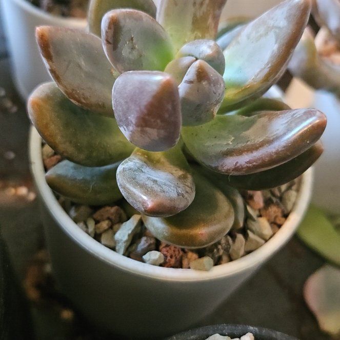 Photo of the plant species Echeveria tolimanensis by @Heisenburg named Sage on Greg, the plant care app