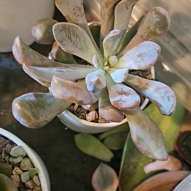 Photo of the plant species Echeveria Lilac Spoon by @Heisenburg named Leaf Erickson on Greg, the plant care app