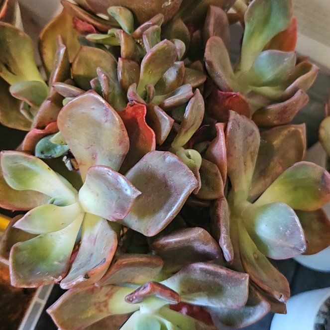 Photo of the plant species Assorted Graptoveria by @Heisenburg named Graptoveria Glazed Lamp on Greg, the plant care app