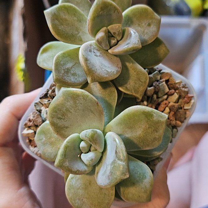 Photo of the plant species Inti Plantense by @Heisenburg named Demi on Greg, the plant care app