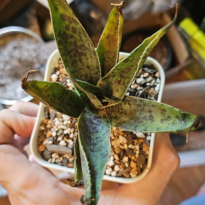 Photo of the plant species Mangave 'Pineapple Express' by @Heisenburg named Rosa on Greg, the plant care app