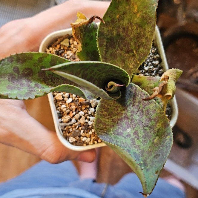 Photo of the plant species Mangave 'Mission to Mars' by @Heisenburg named Khaleesi on Greg, the plant care app