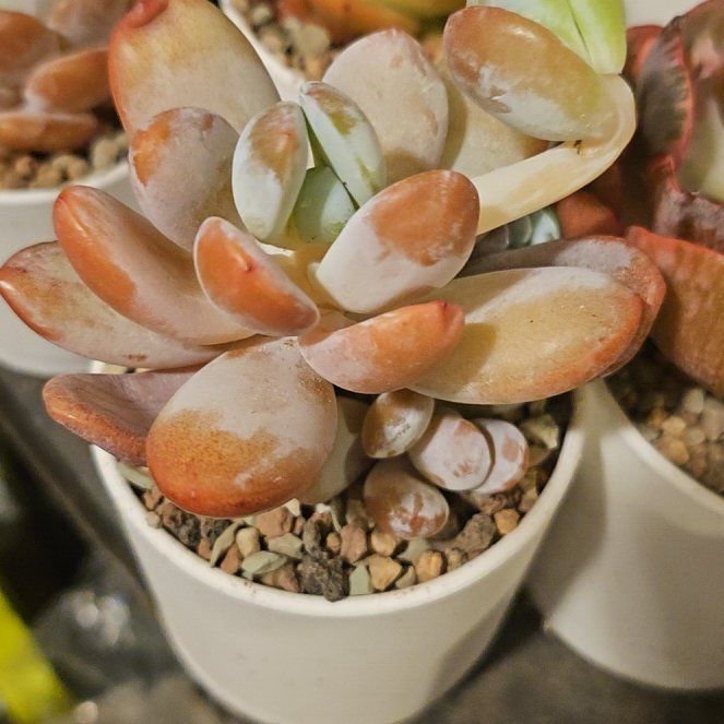 Photo of the plant species Pachyphytum cuicatecanum by @Heisenburg named Elina on Greg, the plant care app