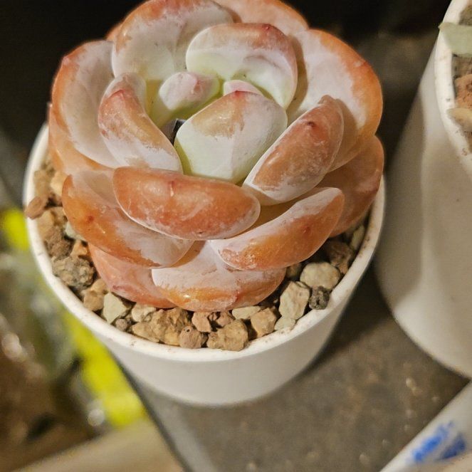 Photo of the plant species Echeveria 'star shadow' by @Heisenburg named Terra on Greg, the plant care app