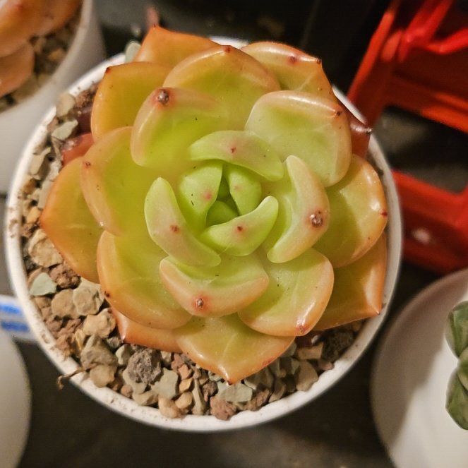 Photo of the plant species Champagne Echeveria by @Heisenburg named Echeveria Purple Champagne on Greg, the plant care app