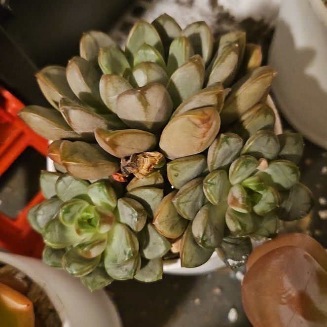 Photo of the plant species Graptoveria 'Amethorum' by @Heisenburg named Darwin on Greg, the plant care app