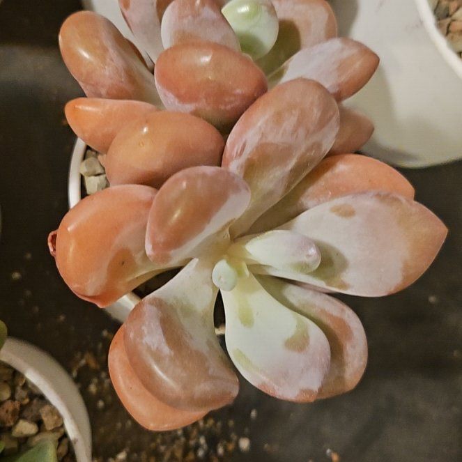 Photo of the plant species Assorted Graptopetalum by @Heisenburg named Graptopetalum Pink Egg on Greg, the plant care app