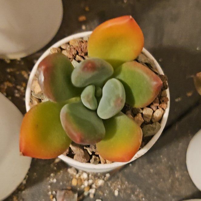 Photo of the plant species Pachyphytum 'Dr. Cornelius' by @Heisenburg named Nithin on Greg, the plant care app