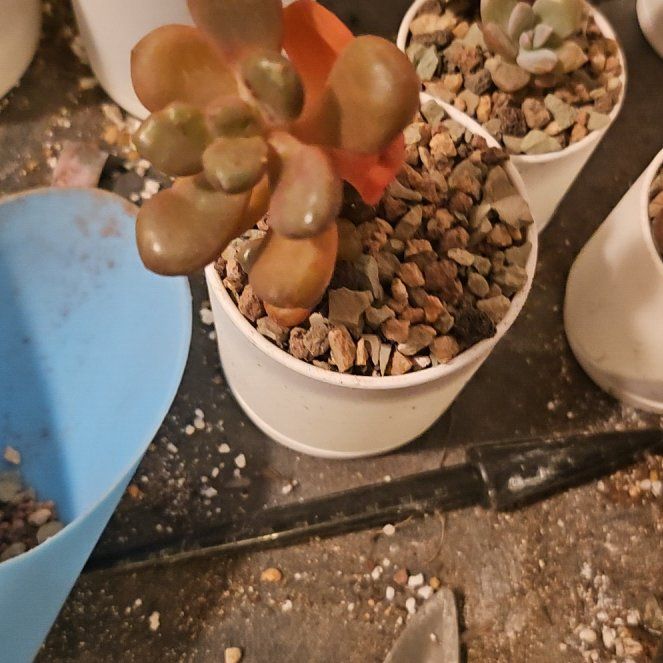 Photo of the plant species Assorted Graptoveria by @Heisenburg named Graptoveria Avant Garde on Greg, the plant care app