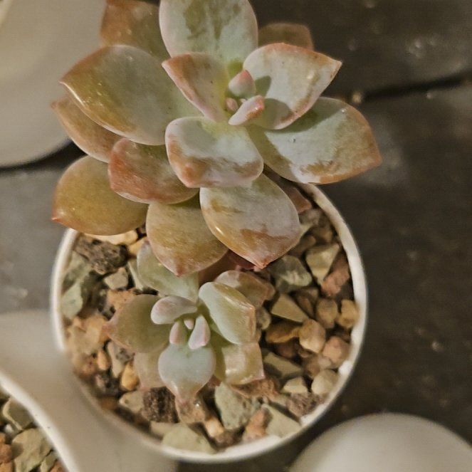 Photo of the plant species Assorted Graptoveria by @Heisenburg named Graptoveria Missing You on Greg, the plant care app