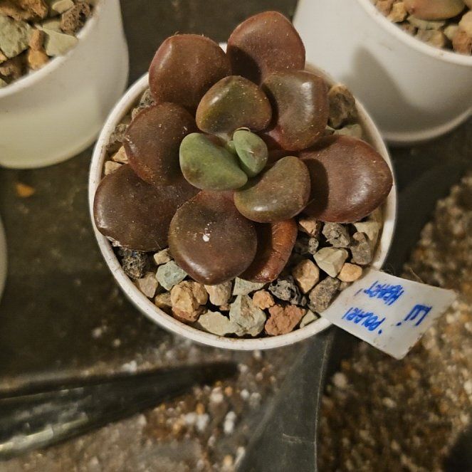 Photo of the plant species Assorted Graptoveria by @Heisenburg named Scarlett on Greg, the plant care app