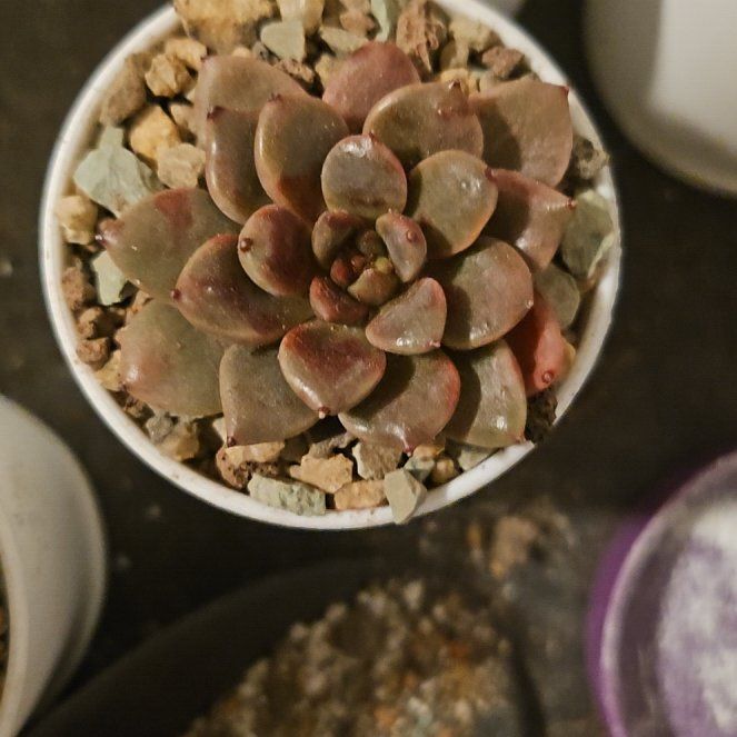 Photo of the plant species Assorted Graptoveria by @Heisenburg named Gregarious on Greg, the plant care app