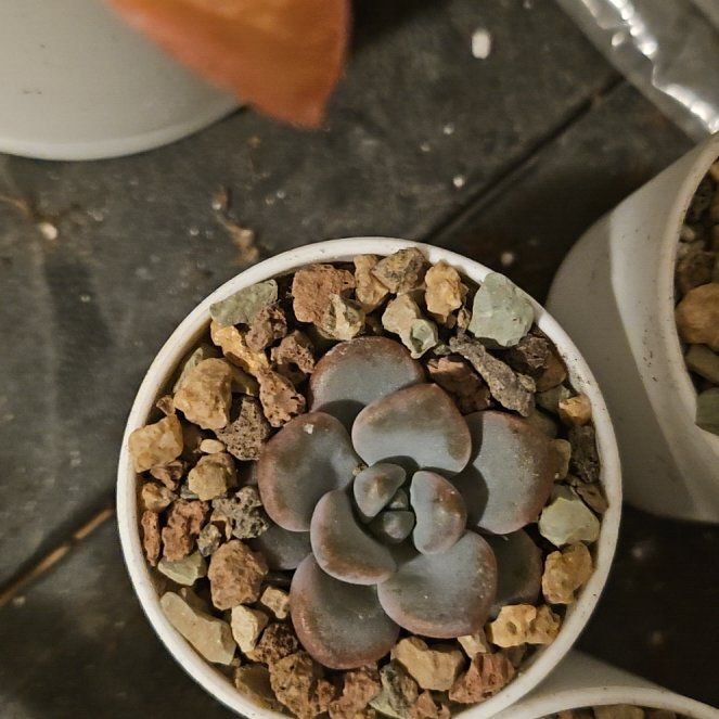 Photo of the plant species Assorted Graptoveria by @Heisenburg named Sonora on Greg, the plant care app