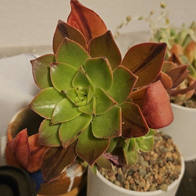 Photo of the plant species Aeonuim leucoberpharum by @Heisenburg named McKinley on Greg, the plant care app