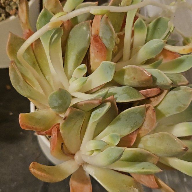 Photo of the plant species Rezry Echeveria by @Heisenburg named Graptoveria Rezry (or possibly Pretty in Pink) on Greg, the plant care app