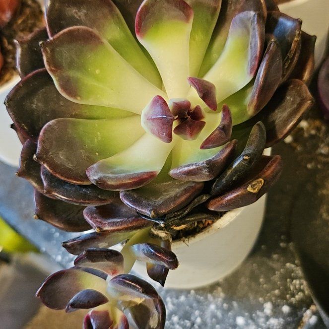 Photo of the plant species Echeveria Dark Chocolate by @Heisenburg named Nemo on Greg, the plant care app