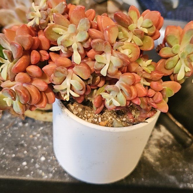 Photo of the plant species Rezry Echeveria by @Heisenburg named Mollie on Greg, the plant care app