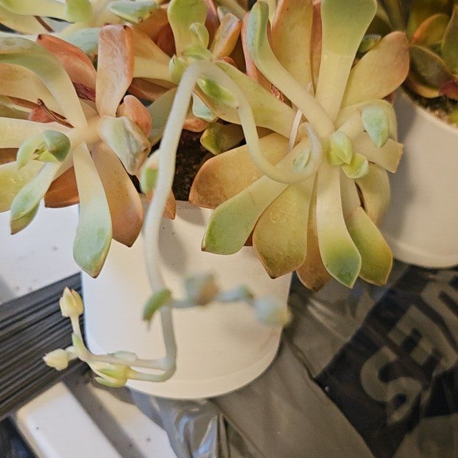 Photo of the plant species Assorted Graptoveria by @Heisenburg named Graptoveria Arze/Pretty in Pink? on Greg, the plant care app