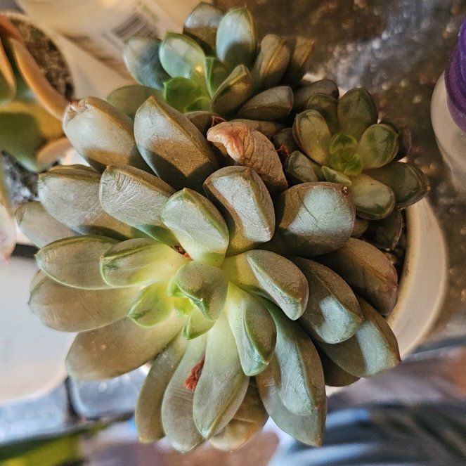 Photo of the plant species Graptoveria 'Amethorum' by @Heisenburg named Graptoveria Amethorum #2 on Greg, the plant care app