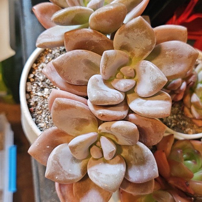 Photo of the plant species Assorted Pachyphytum by @Heisenburg named Pachyphytum Mombuin on Greg, the plant care app