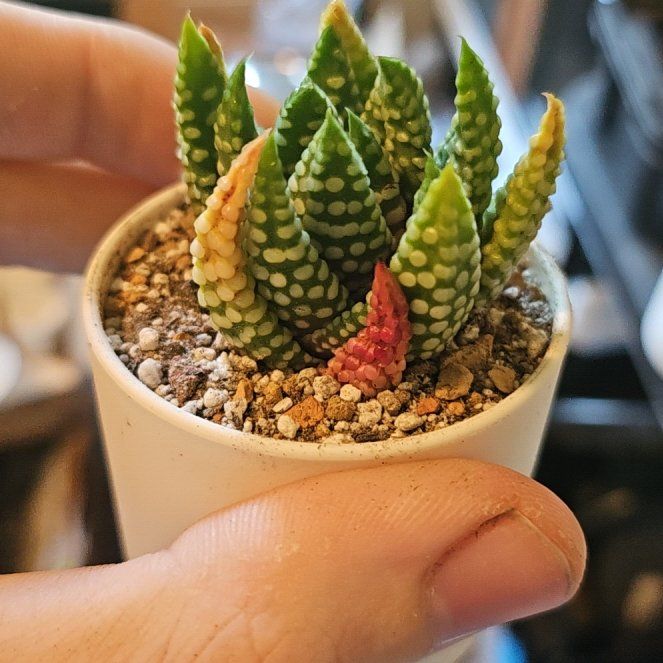 Photo of the plant species Assorted Haworthia by @Heisenburg named Haworthia Emperor Shisheng on Greg, the plant care app