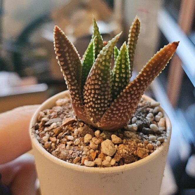 Photo of the plant species Assorted Haworthia by @Heisenburg named Haworthia Earth Star on Greg, the plant care app