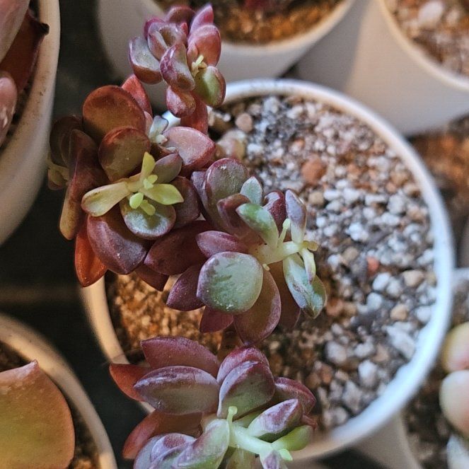 Photo of the plant species Rezry Echeveria by @Heisenburg named Echeveria Rezry (small) on Greg, the plant care app