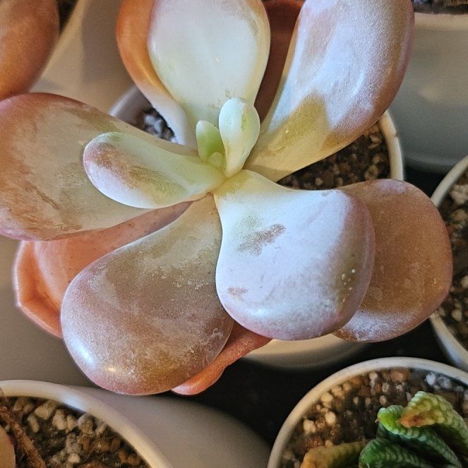 Photo of the plant species Assorted Graptopetalum by @Heisenburg named Graptopetalum Pink Egg (small) on Greg, the plant care app