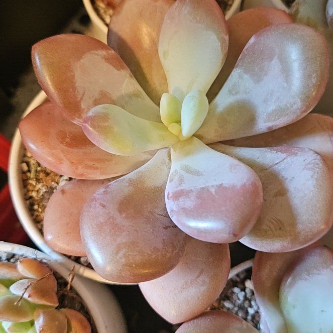 Photo of the plant species Assorted Graptopetalum by @Heisenburg named Graptopetalum Pink Egg on Greg, the plant care app