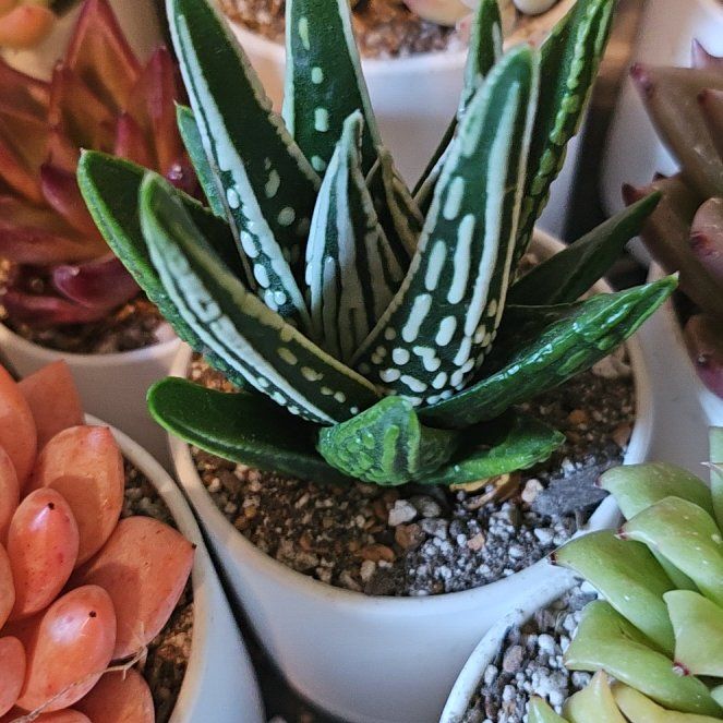 Photo of the plant species Haworthia 'Tears of Angels' by @Heisenburg named Haworthia Tears of Angels on Greg, the plant care app