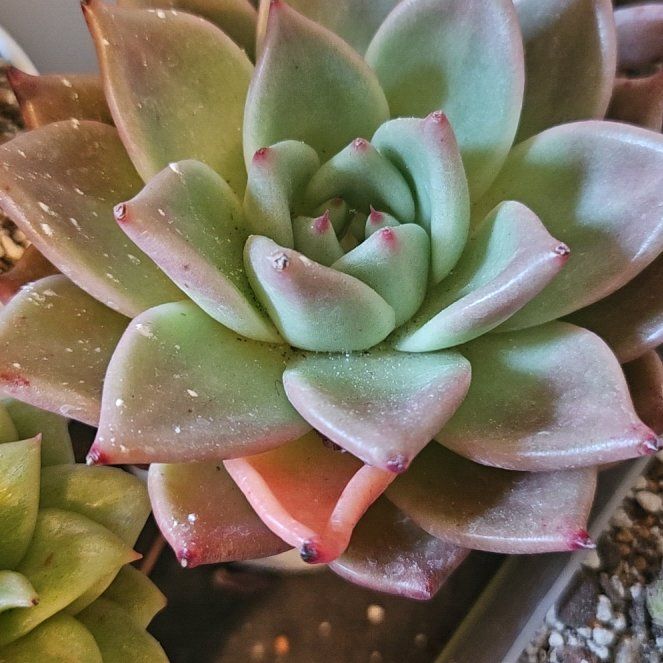 Photo of the plant species Assorted Graptoveria by @Heisenburg named Graptoveria Red Dragon on Greg, the plant care app