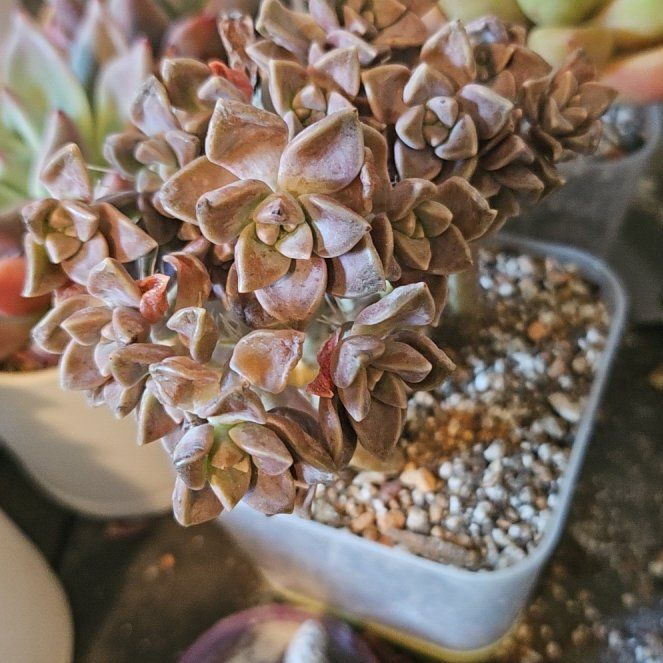 Photo of the plant species Graptopetalum 'Purple Haze' by @Heisenburg named Graptopetalum Purple Haze on Greg, the plant care app