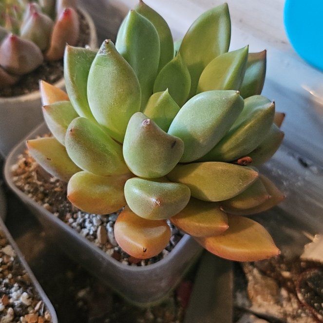 Photo of the plant species Assorted Pachyveria by @Heisenburg named Pachyveria Ivory on Greg, the plant care app