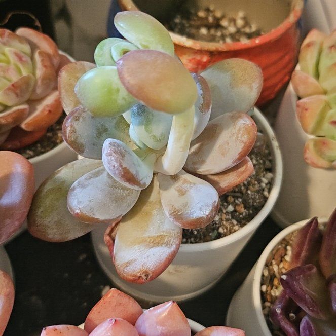 Photo of the plant species Pachyphytum cuicatecanum by @Heisenburg named Pachyphytum cuicatecanum on Greg, the plant care app