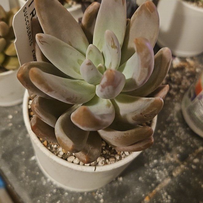 Photo of the plant species Assorted Pachyveria by @Heisenburg named Pachyveria Pointy Pink on Greg, the plant care app