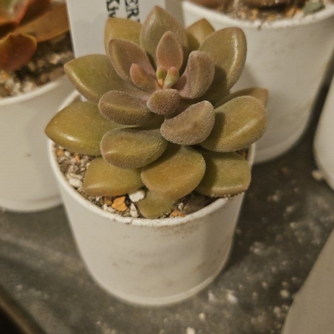 Photo of the plant species Assorted Pachyveria by @Heisenburg named Pachyveria (echeveria?) Angel's Kiwi on Greg, the plant care app