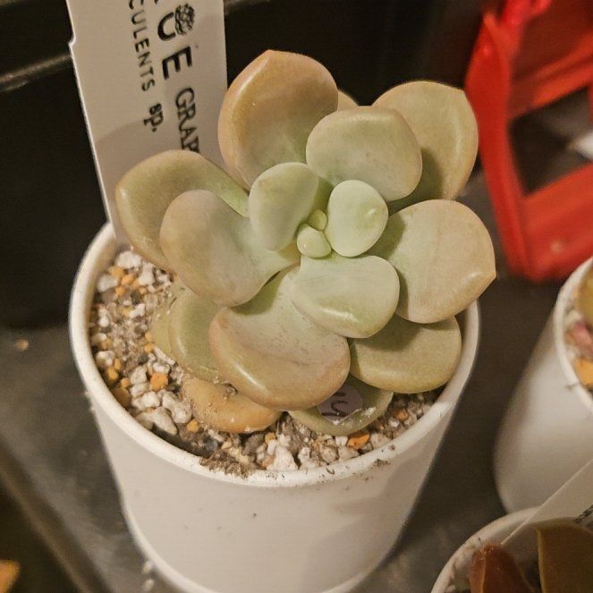 Photo of the plant species Assorted Graptopetalum by @Heisenburg named Graptopetalum (no name) on Greg, the plant care app