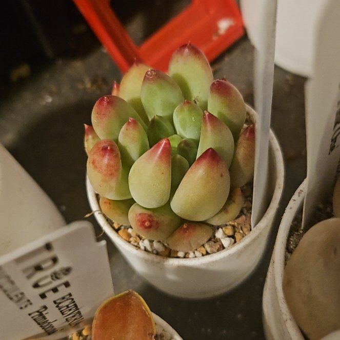 Photo of the plant species Assorted Pachyveria by @Heisenburg named Pachyveria Yeonji on Greg, the plant care app