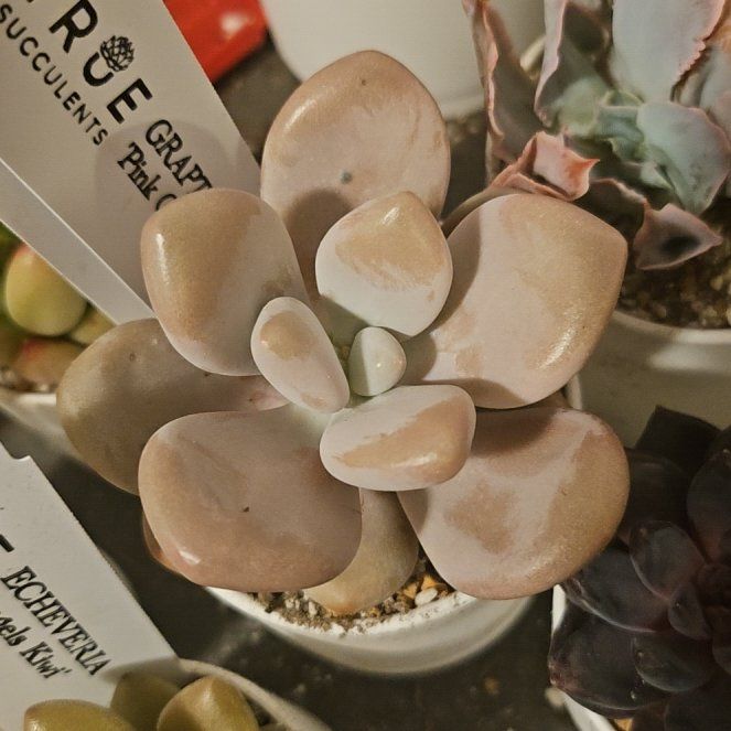 Photo of the plant species Assorted Graptopetalum by @Heisenburg named Graptopetalum Pink One on Greg, the plant care app
