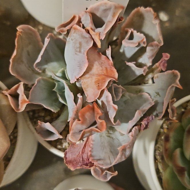 Photo of the plant species Echeveria ‘Trumpet Pinky’ by @Heisenburg named Fernie Saunders on Greg, the plant care app