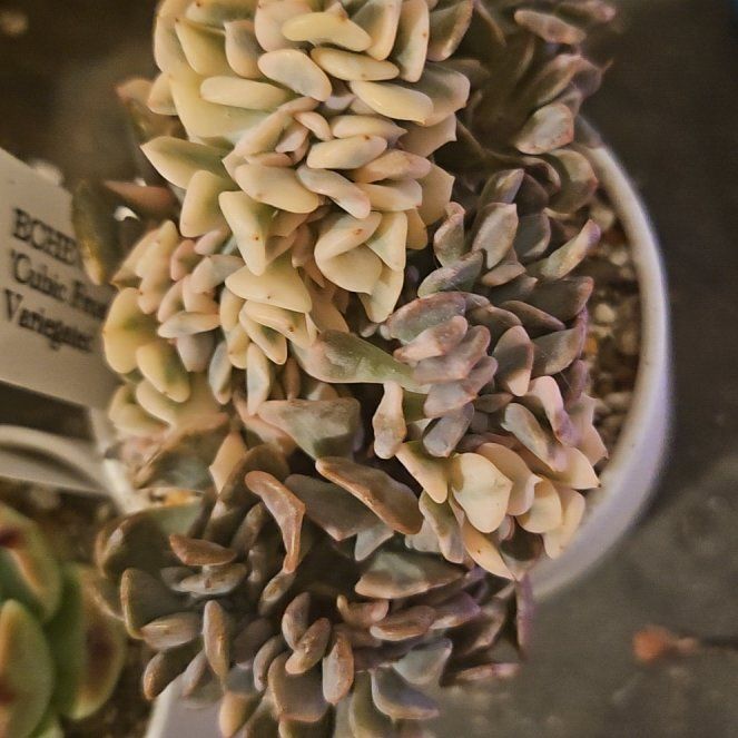 Photo of the plant species Crested Cubic Frost Echeveria by @Heisenburg named Variegated Crested Cubic Frost on Greg, the plant care app