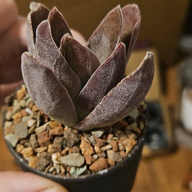 Photo of the plant species Crassula 'Garnet Lotus' by @Heisenburg named Crassula Garnet Lotus on Greg, the plant care app