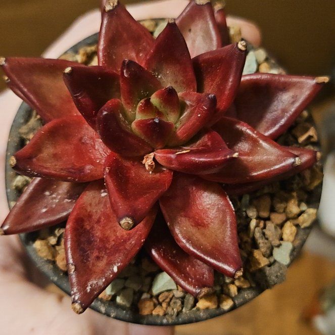 Photo of the plant species Romeo by @Heisenburg named Echeveria Skeena on Greg, the plant care app