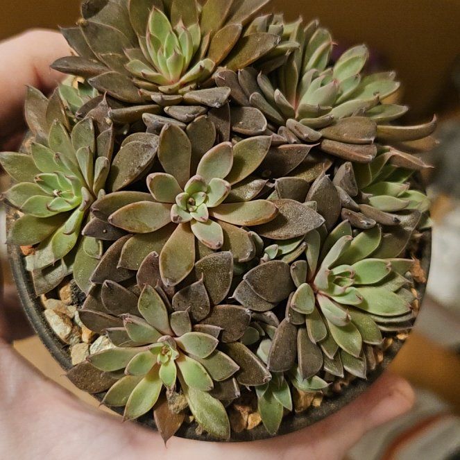 Photo of the plant species San Francisco River Leatherpetal by @Heisenburg named Graptopetalum rusbyi #2 on Greg, the plant care app