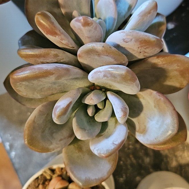 Photo of the plant species Assorted Pachyveria by @Heisenburg named Pachyveria Laon/Raon on Greg, the plant care app
