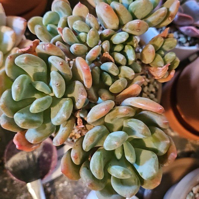 Photo of the plant species Assorted Pachyphytum by @Heisenburg named Pachyphytum Beauty Finger on Greg, the plant care app