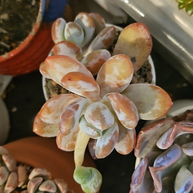 Photo of the plant species Assorted Pachyphytum by @Heisenburg named Pachyphytum Snow Beauty on Greg, the plant care app